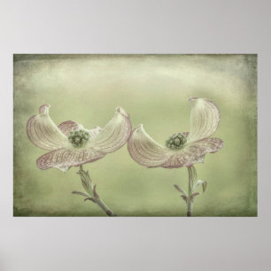 Poster Gros plan de fleurs de Cornouiller rose Seabeck,