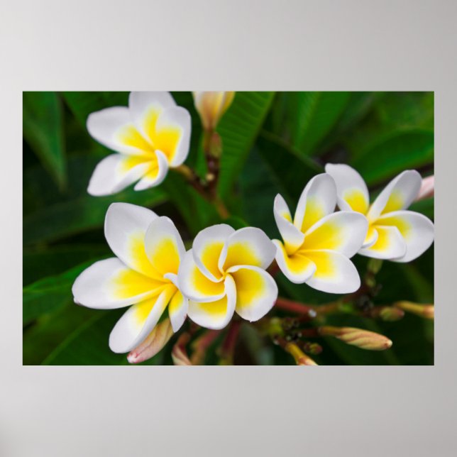 Poster Gros plan de fleurs de la Plumeria, Hawaii (Devant)
