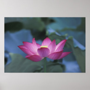 Poster Gros plan de fleurs de lotus rouges et de feuilles