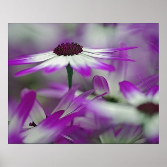 Poster Gros plan de fleurs violettes, Jardin de Keukenhof (Devant)