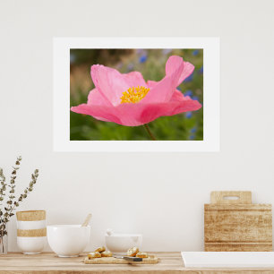 Poster Gros plan de la photo d'un pavot rose
