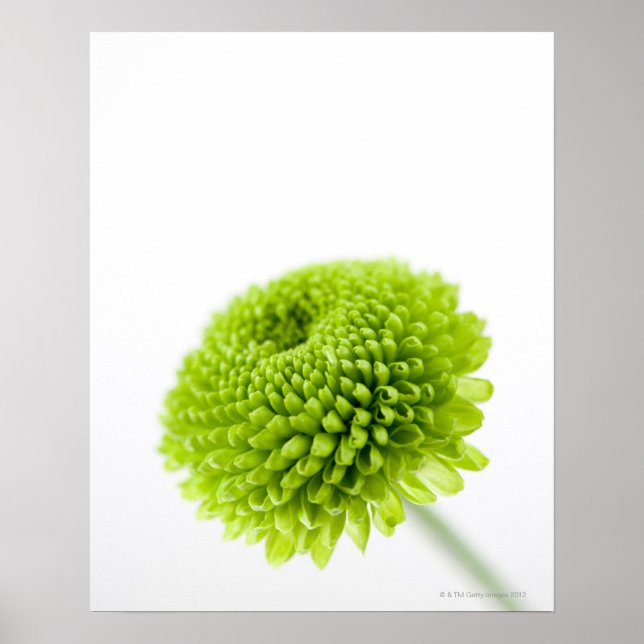 Poster Gros plan de la tête de fleur Chrysanthemum 2 (Devant)