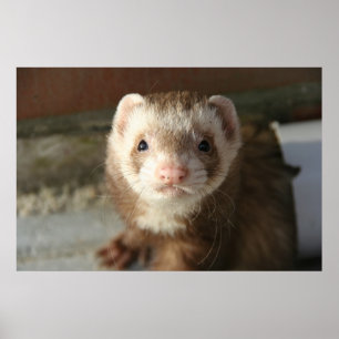 Poster Gros plan de l'affiche Ferret