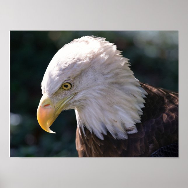 Poster Gros plan de l'aigle à tête blanche américain (Devant)