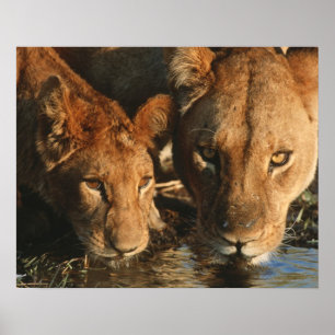 Poster Gros plan de Lioness (Panthera leo) et de son peti