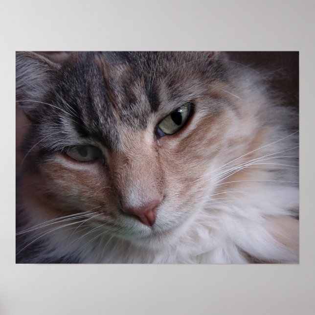 Poster Gros plan de Lulu (Devant)