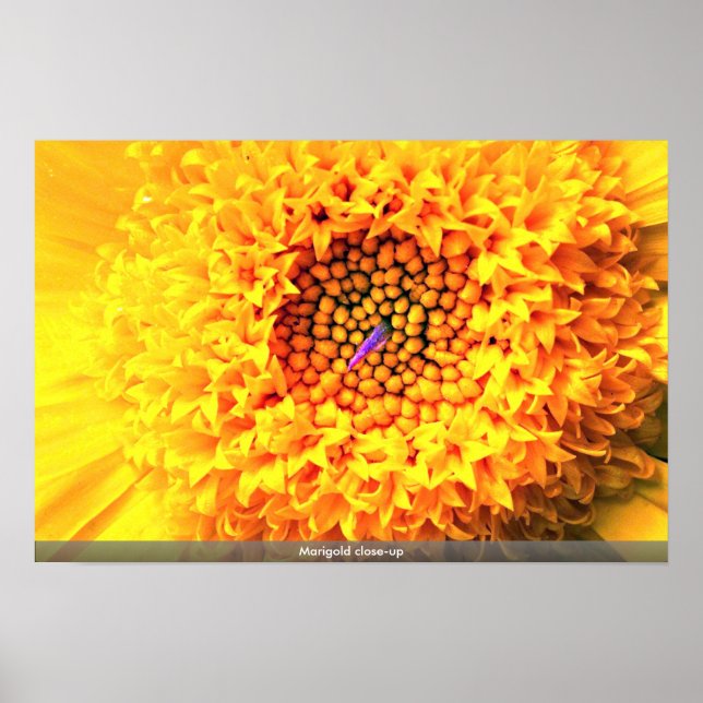 Poster Gros plan de Marigold (Devant)