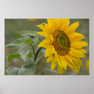 Poster Gros plan de tournesol jaune vif photo CC0034