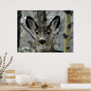 Poster Gros plan de Winter Mule Deer