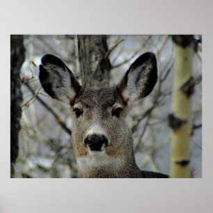 Poster Gros plan de Winter Mule Deer