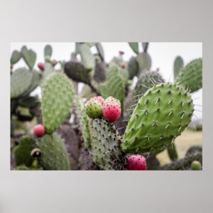 Poster Gros Plan Des Cactus À Poires