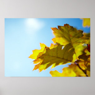 Poster Gros plan des feuilles de automne jaunes