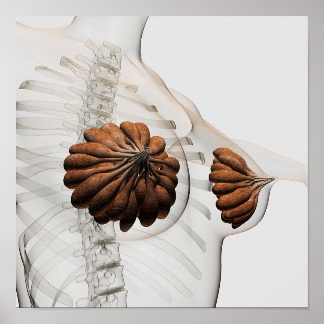 Poster Gros Plan Des Marais Mammaires Féminins (Devant)