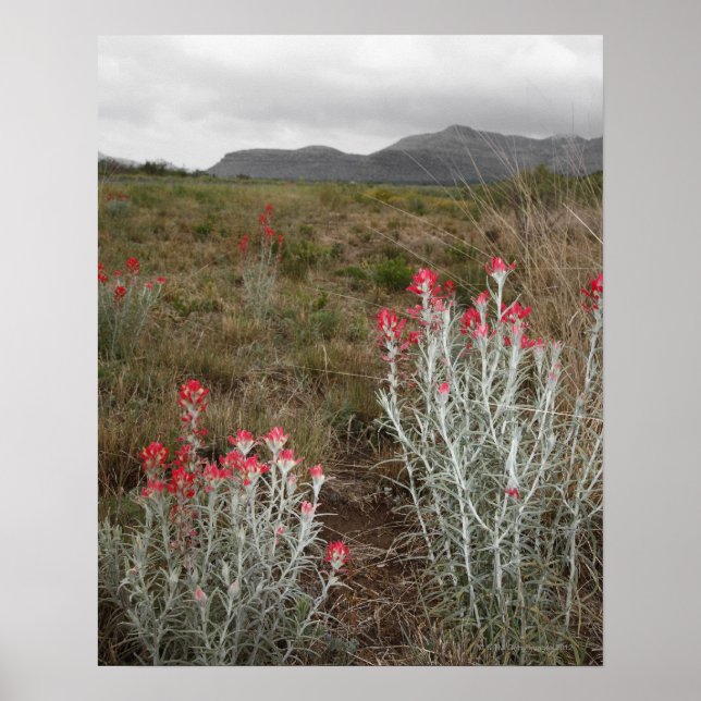 Poster Gros plan des Plantes du désert, Del Rio, Texas, U (Devant)