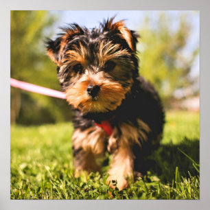 Poster Gros plan du chien