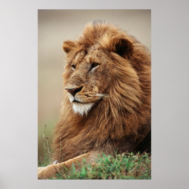 Poster Gros plan du lion mâle (Devant)