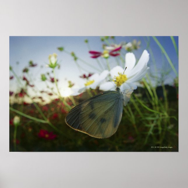 Poster Gros plan du papillon sur la fleur (Devant)