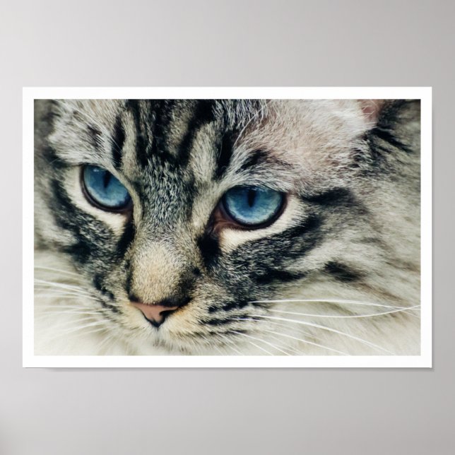 Poster Gros plan du visage de chat Birman (Devant)