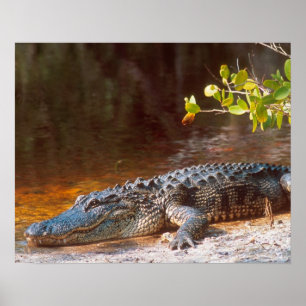 Poster Gros plan d'un alligator américain au J.N.
