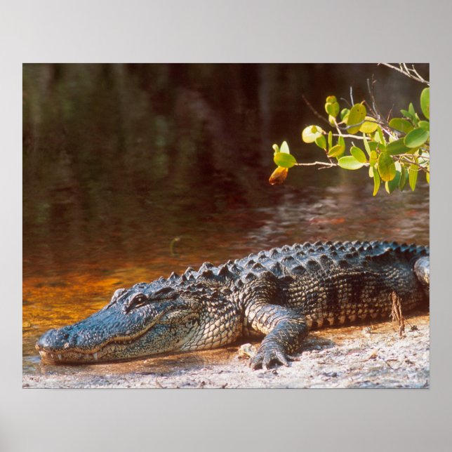 Poster Gros plan d'un alligator américain au J.N. (Devant)