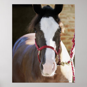 Poster Gros plan d'un cheval attaché dans une écurie