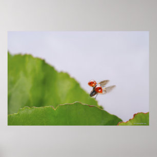 Poster Gros plan d'une coccinelle survolant une feuille