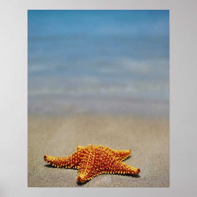 Poster Gros plan d'une cushion Starfish (Devant)
