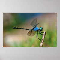 Gros plan d'une libellule bleue sur une branche