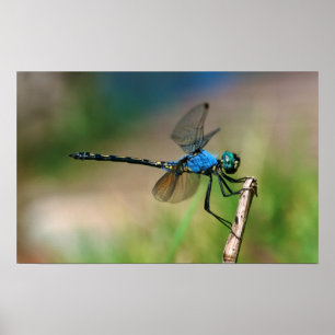 Poster Gros plan d'une libellule bleue sur une branche