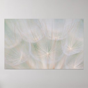 Poster Gros plan d'une tête de semence, Canada