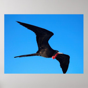 Poster Gros plan Frigatebird