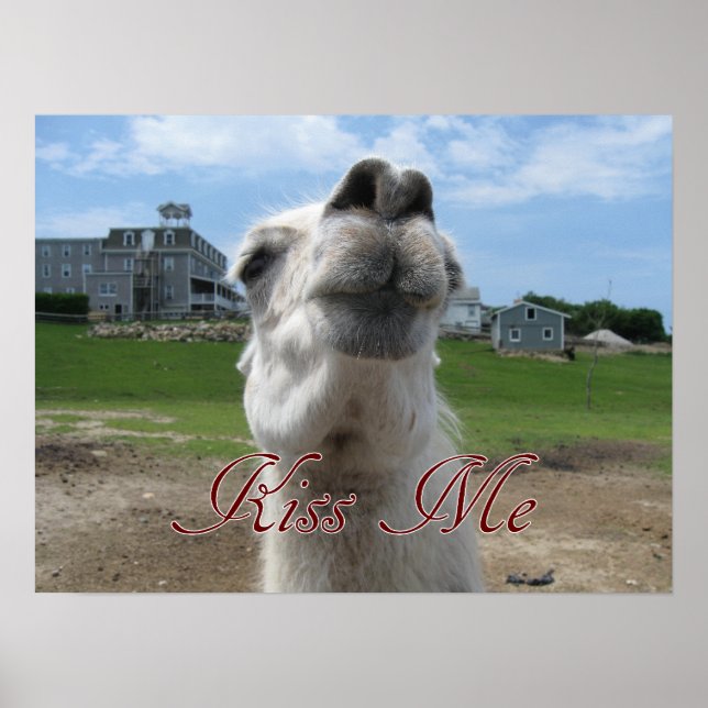 Poster Gros plan Kiss Me Llama (Devant)