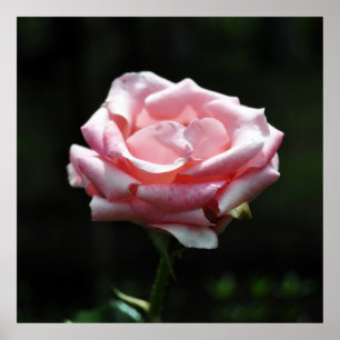 Poster Gros plan Rose