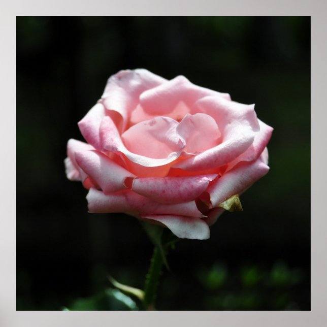 Poster Gros plan Rose (Devant)