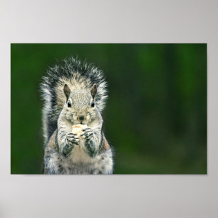 Poster Gros plan sur cette faune d'écureuil de Jardin