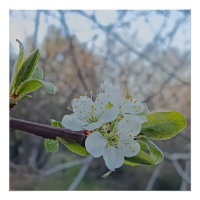 Gros plan sur des fleurs de cerisier blanches au p