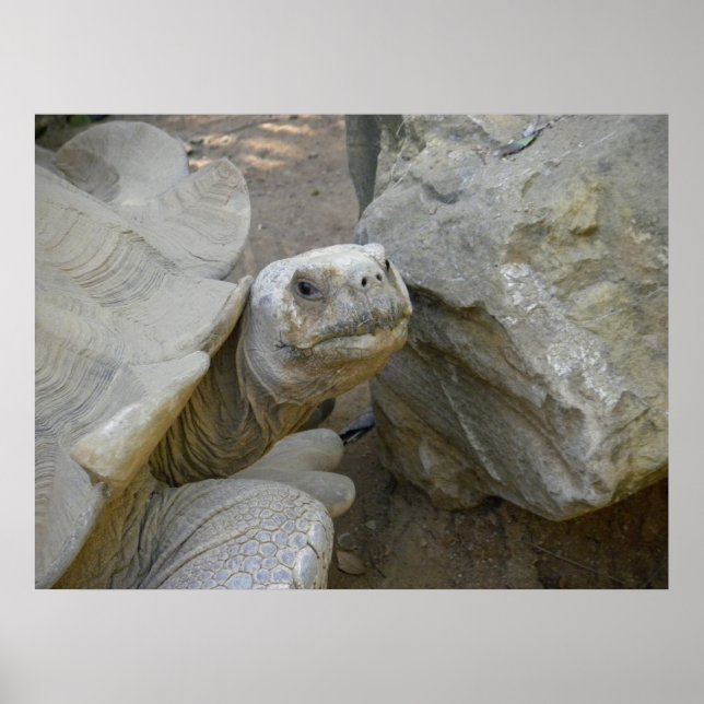 Poster Gros plan sur la tortue du désert (Devant)