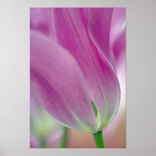 Poster Gros plan sur le dessous de la fleur de tulipe, 2