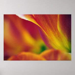 Poster Gros plan sur le dessous de la fleur de tulipe, 4