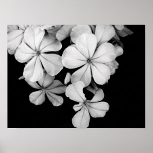 Poster Gros plan sur les fleurs noires et blanches