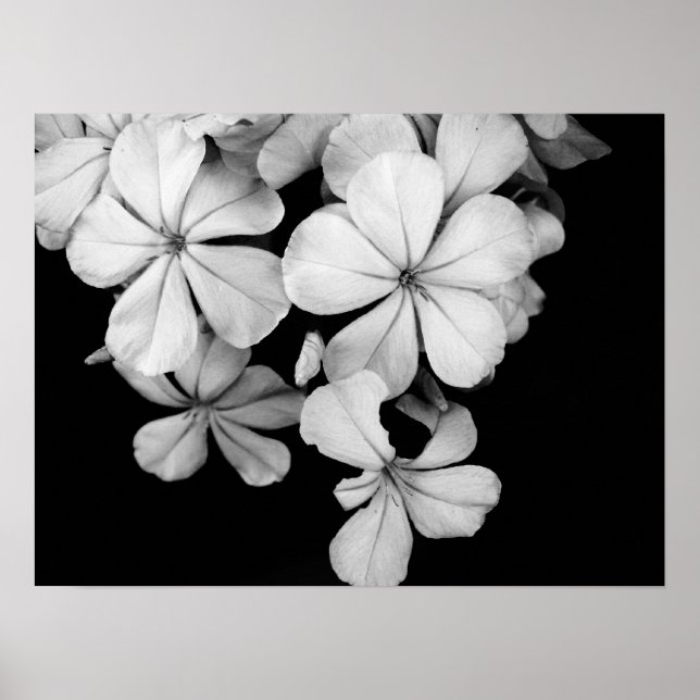 Poster Gros plan sur les fleurs noires et blanches (Devant)