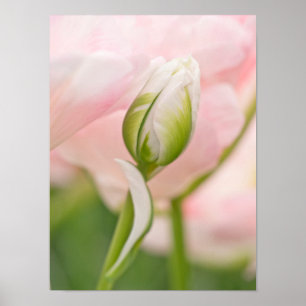 Poster Gros plan sur tulipe et bourgeon