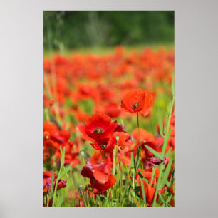 Poster Gros plan sur un champ de coquelicots, France