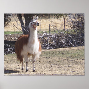Poster Gros plan sur un lama en septembre
