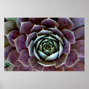 Poster Gros plan sur une succulente violette