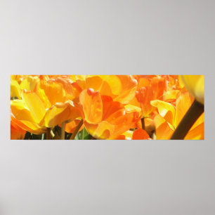 Poster Gros plan Tulipes orange et jaune