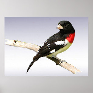 Poster Grosbeak à poitrine rose