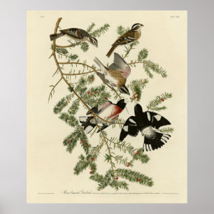 Poster Grosbeak à poitrine rose, Oiseaux d'Amérique d'Aud