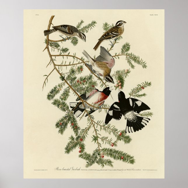 Poster Grosbeak à poitrine rose, Oiseaux d'Amérique d'Aud (Devant)