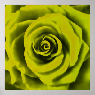 Poster Grosse rose jaune